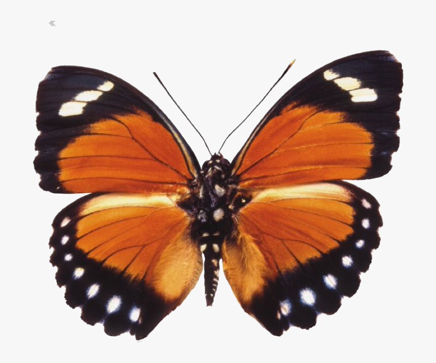 #butterfly #moth #moodboard #png #filler #moodboardfiller - Orange Moth Png, Transparent Png