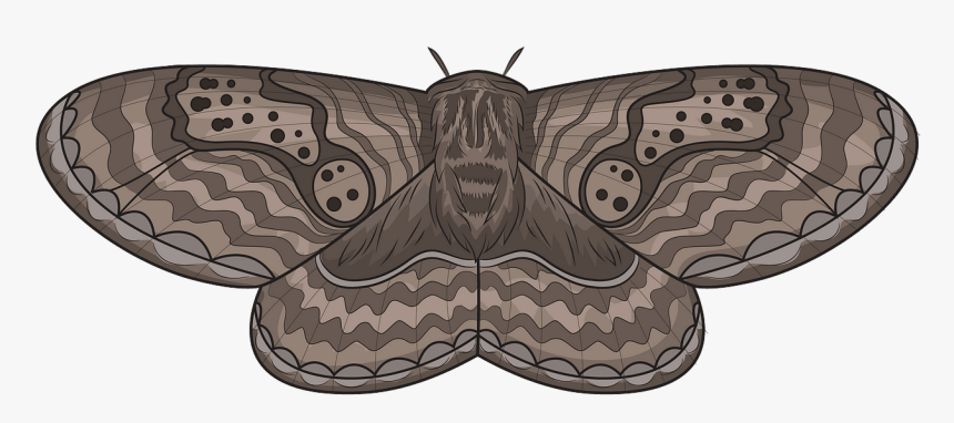 Butterfly, HD Png Download