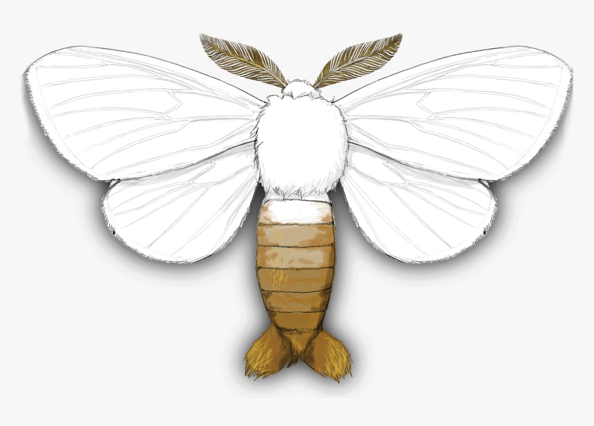 Brown-tail Moth - Brown Tail Moth, HD Png Download