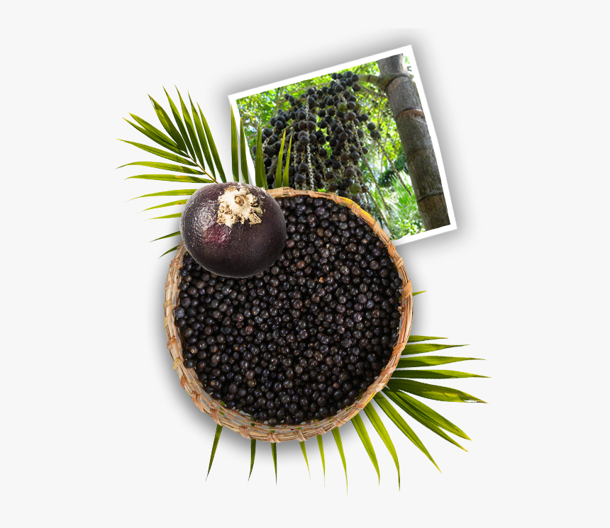 Acai Tree, HD Png Download