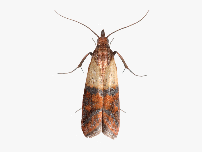 Hofmannophila Pseudospretella, HD Png Download