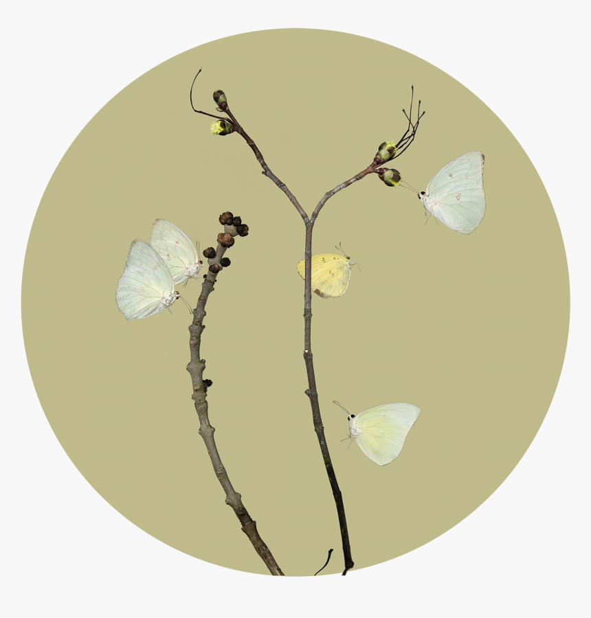 Twig, HD Png Download