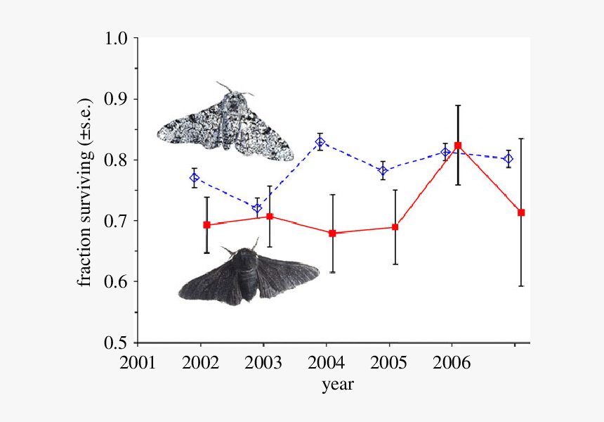 Peppered Moth Population Change, HD Png Download