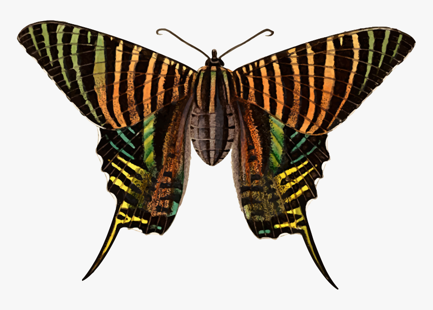 Polilla Urania, HD Png Download