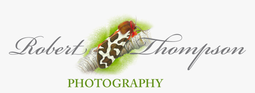 Robert Thompson Logo - Snout Moths, HD Png Download
