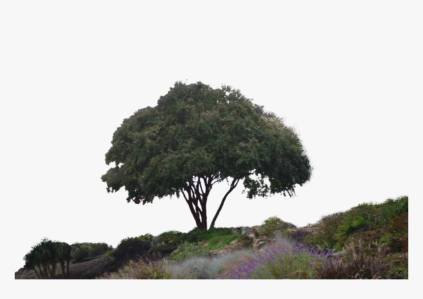 Png V - 7 - 1 Photos - Mountain Forest Flowers - - Hillside Png, Transparent Png