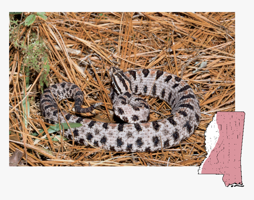 Pilot Rattlesnake, HD Png Download