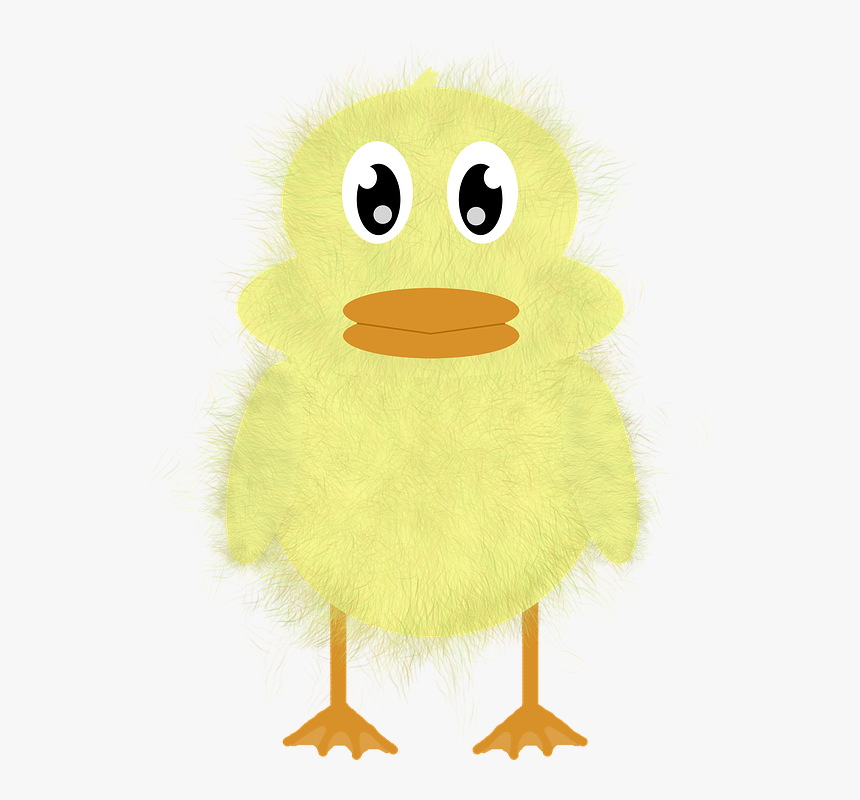 Duck, HD Png Download