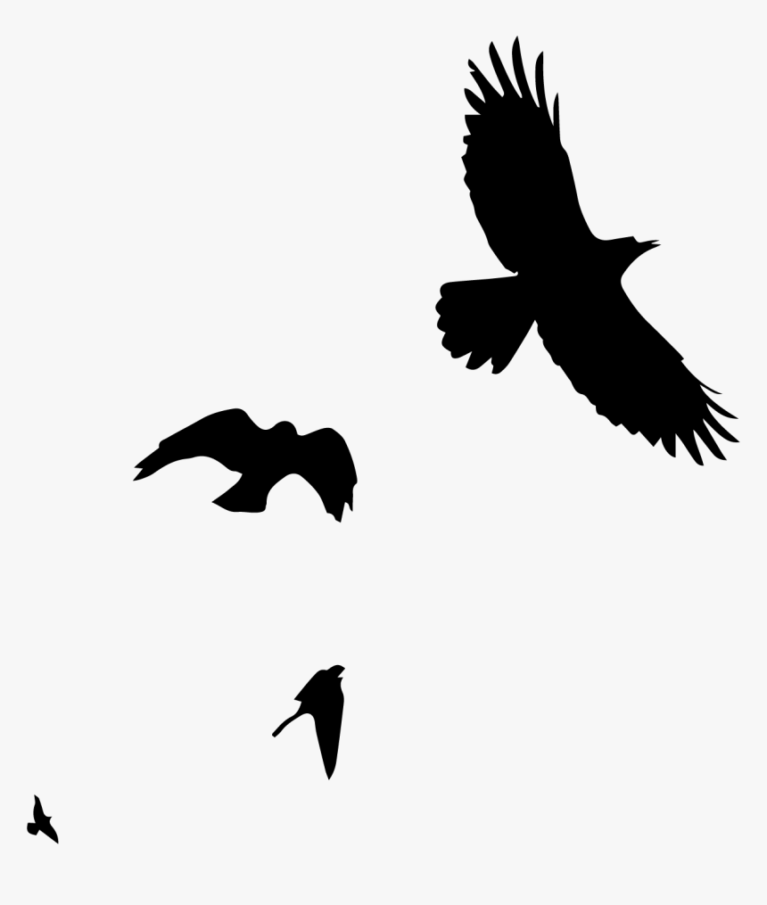 Bird-watching - Hawk, HD Png Download