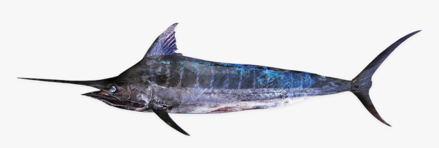 Swordfish - Xiphias Gladius - Indo Pacific Blue Marlin Png, Transparent Png