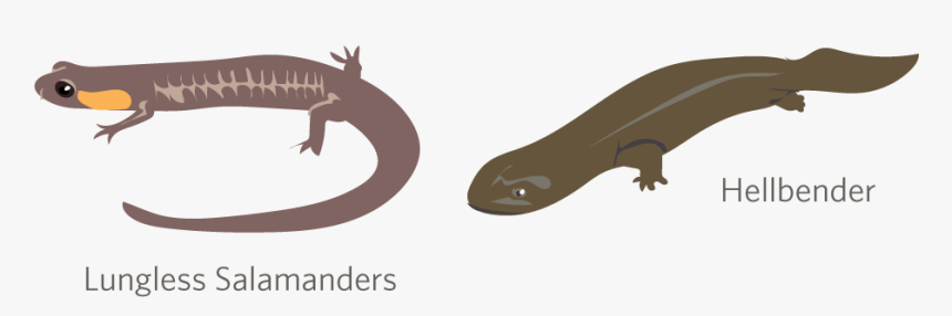 Amphibian Drawing Giant Salamander - Skink, HD Png Download