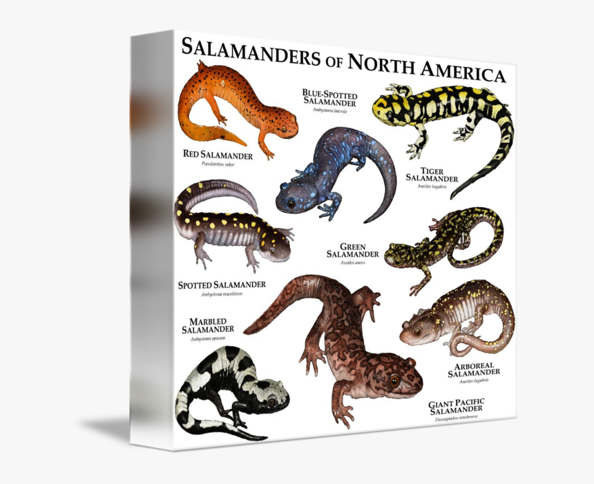 Amphibians Drawing Blue Spotted Salamander - North American Salamander, HD Png Download
