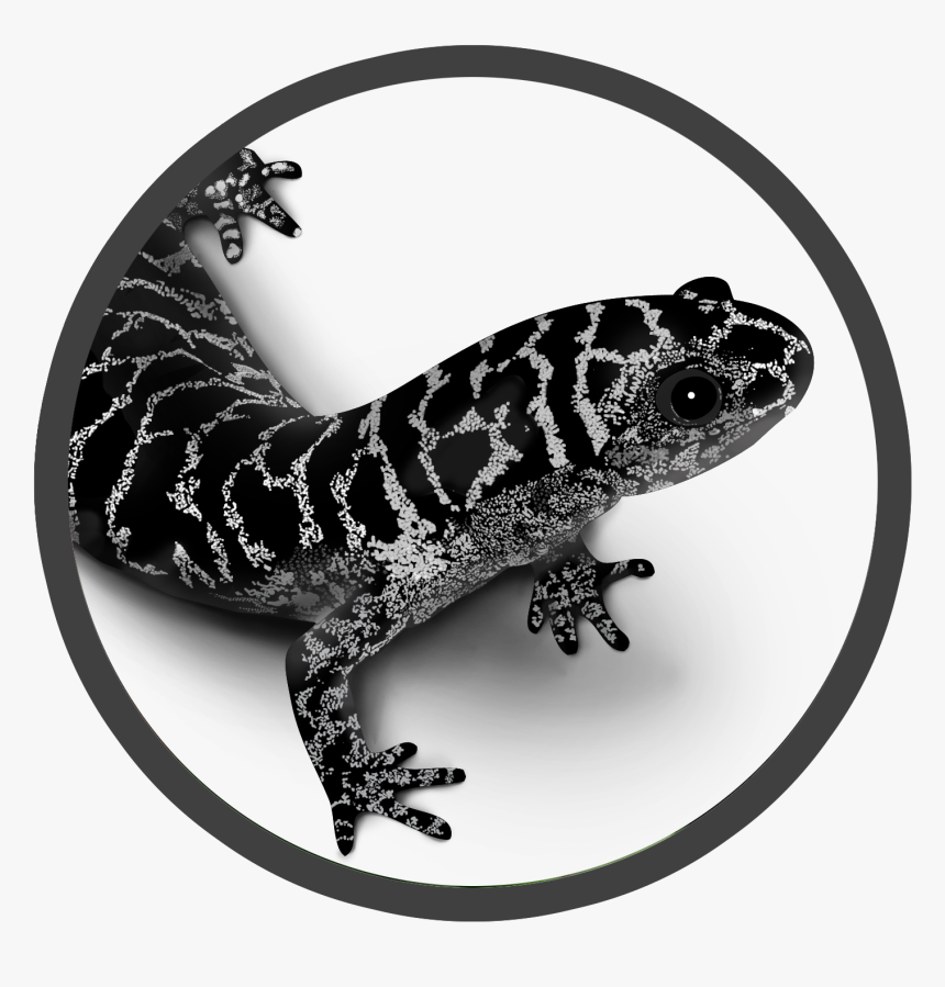 Newt Drawing Marbled Salamander - Frosted Flatwoods Salamander Amphibian Foundation, HD Png Download