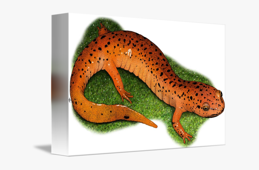 Amphibian Drawing Eastern Newt - Gecko, HD Png Download