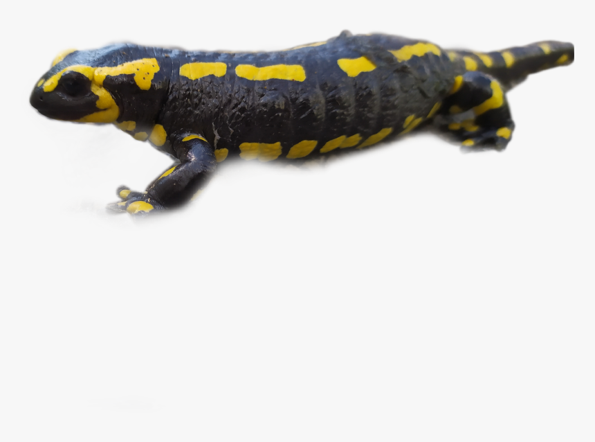 #salamander - Chinese Warty Newt, HD Png Download