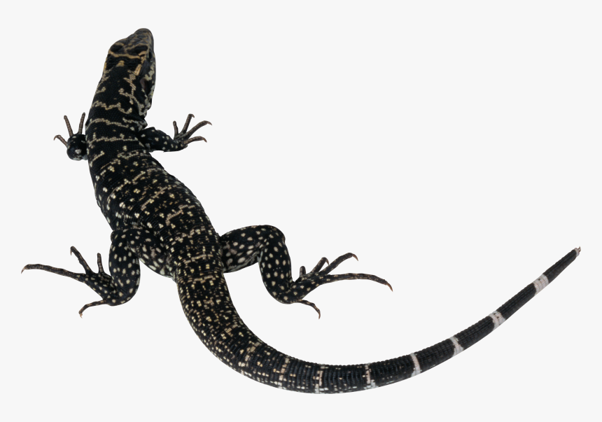 Salamander Png, Transparent Png
