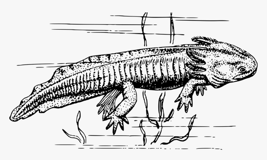 Black And White Clipart Axolotl, HD Png Download