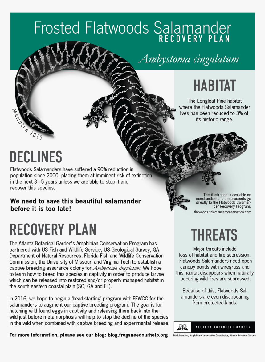 Flatwoods Salamander Georgia, HD Png Download