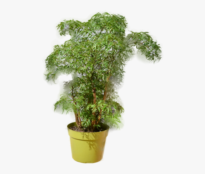 Aralia Ming Stump Plant , Png Download - Houseplant, Transparent Png