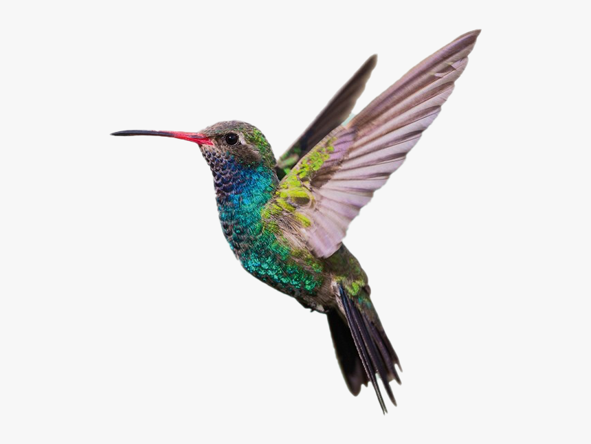 Hummingbird Png, Transparent Png