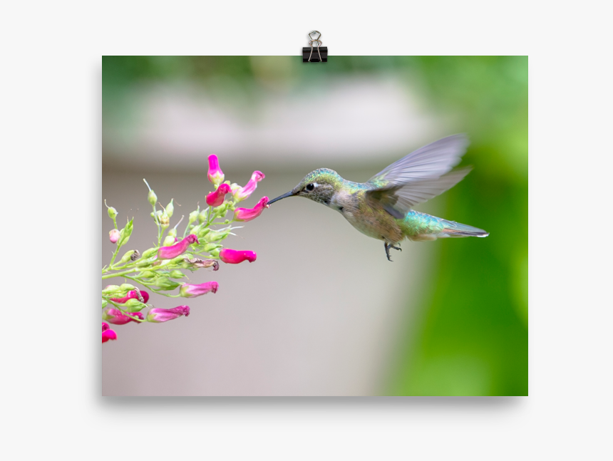 Hovering Broadtailed Hummingbird On Red Birds Plant-print - Ruby-throated Hummingbird, HD Png Download