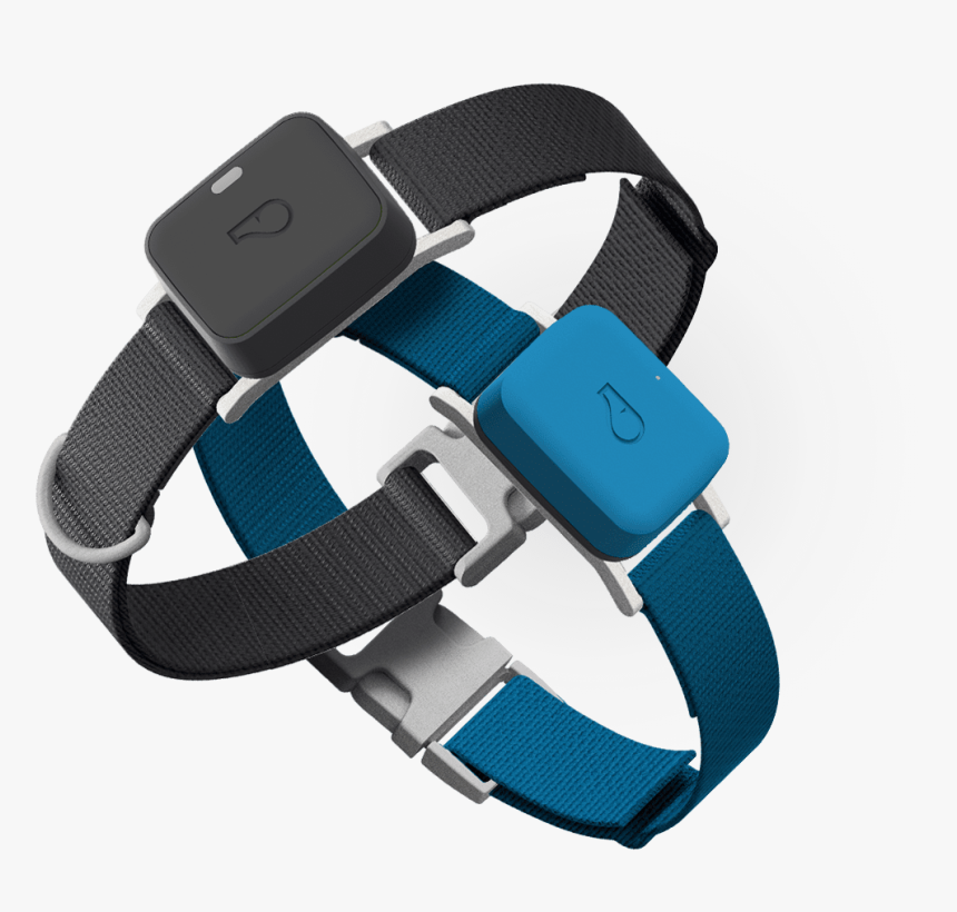 Go Explore Grey And Go Blue - Whistle Dog Collars, HD Png Download