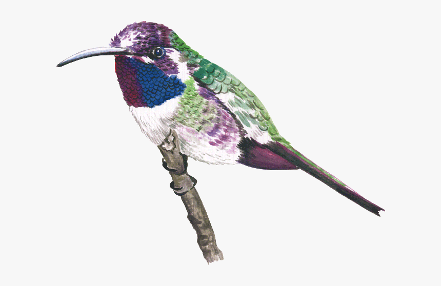 Humming Bird Png, Transparent Png