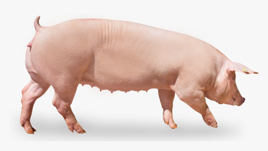 Domestic Pig, HD Png Download