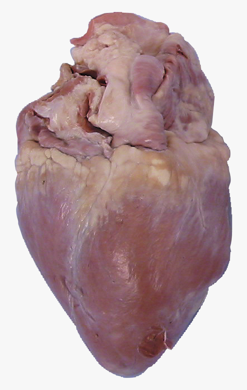 Offal, HD Png Download