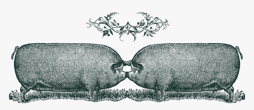 Pigs - Illustration, HD Png Download