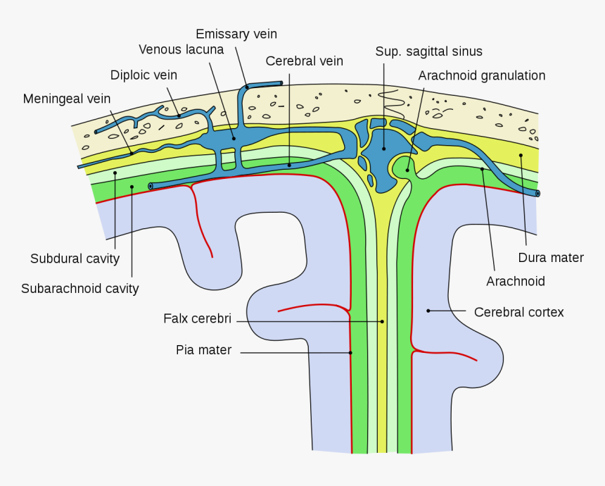 Meningeal Spaces, HD Png Download