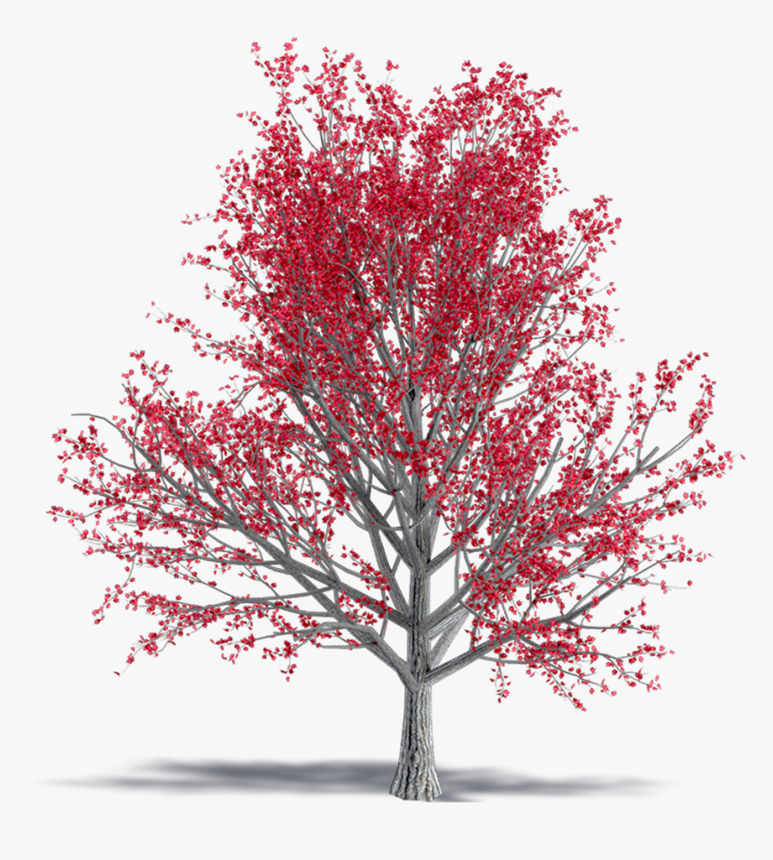 Paperbark Maple - Autumn, HD Png Download