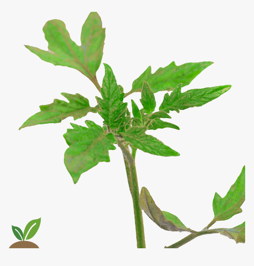 Mata De Coco Png - Punta De La Planta De Tomate, Transparent Png