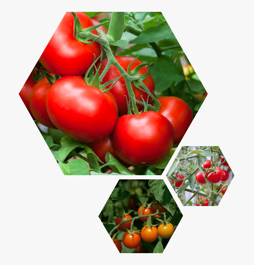 Tomato Celebrity, HD Png Download