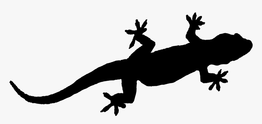 Gecko, HD Png Download