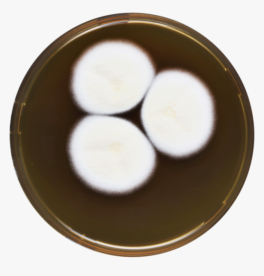 Aspergillus Desertorum Meaox - Dish, HD Png Download