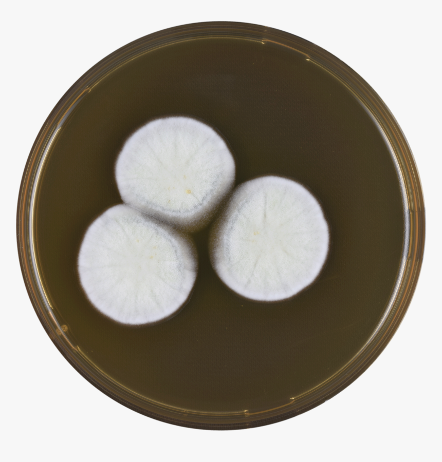 Aspergillus Neoindicus Meaox - Dish, HD Png Download
