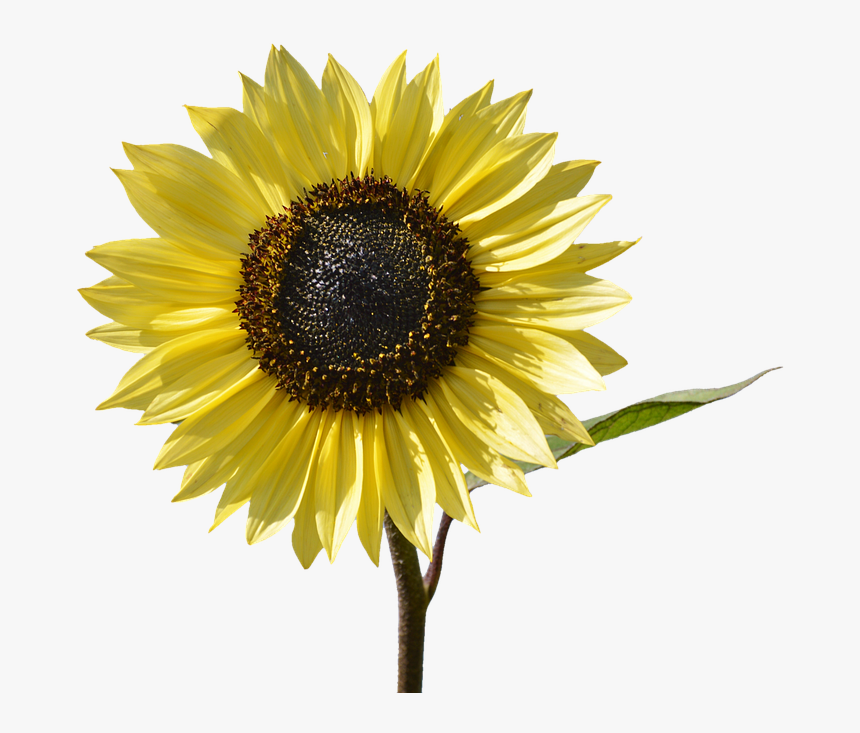 Sun Yellow Flower, HD Png Download