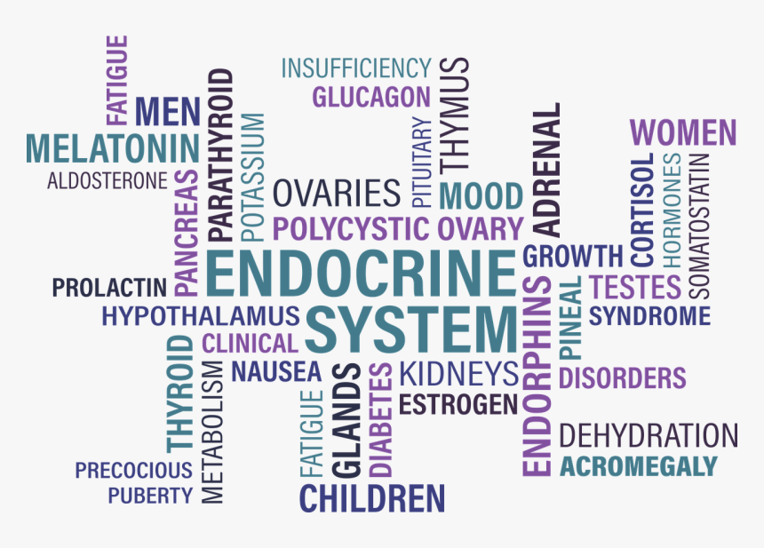 Types Of Endocrine Disorder, HD Png Download