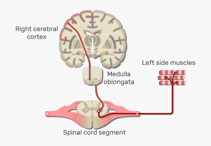 Sensory Pathway From Skin To Cerebrum, HD Png Download