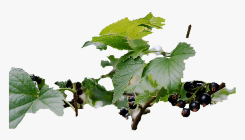 Black Currant Png Image Background - Grape, Transparent Png