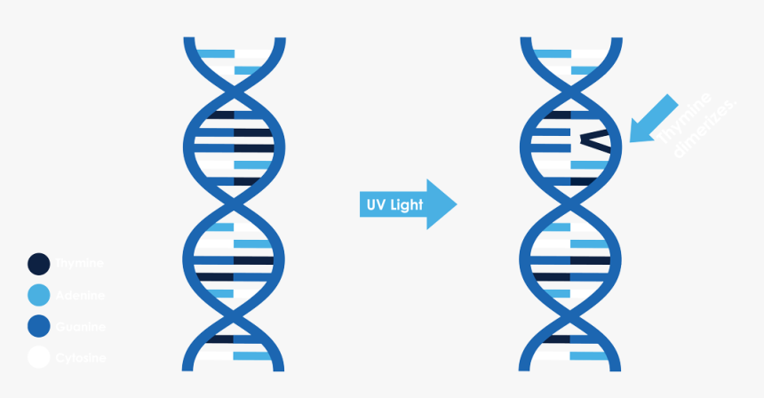 Dna Icon Png , Png Download - Portable Network Graphics, Transparent Png