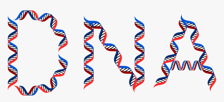 Computer Icons Dna Origami Typography Organ - Typography Dna Font, HD Png Download