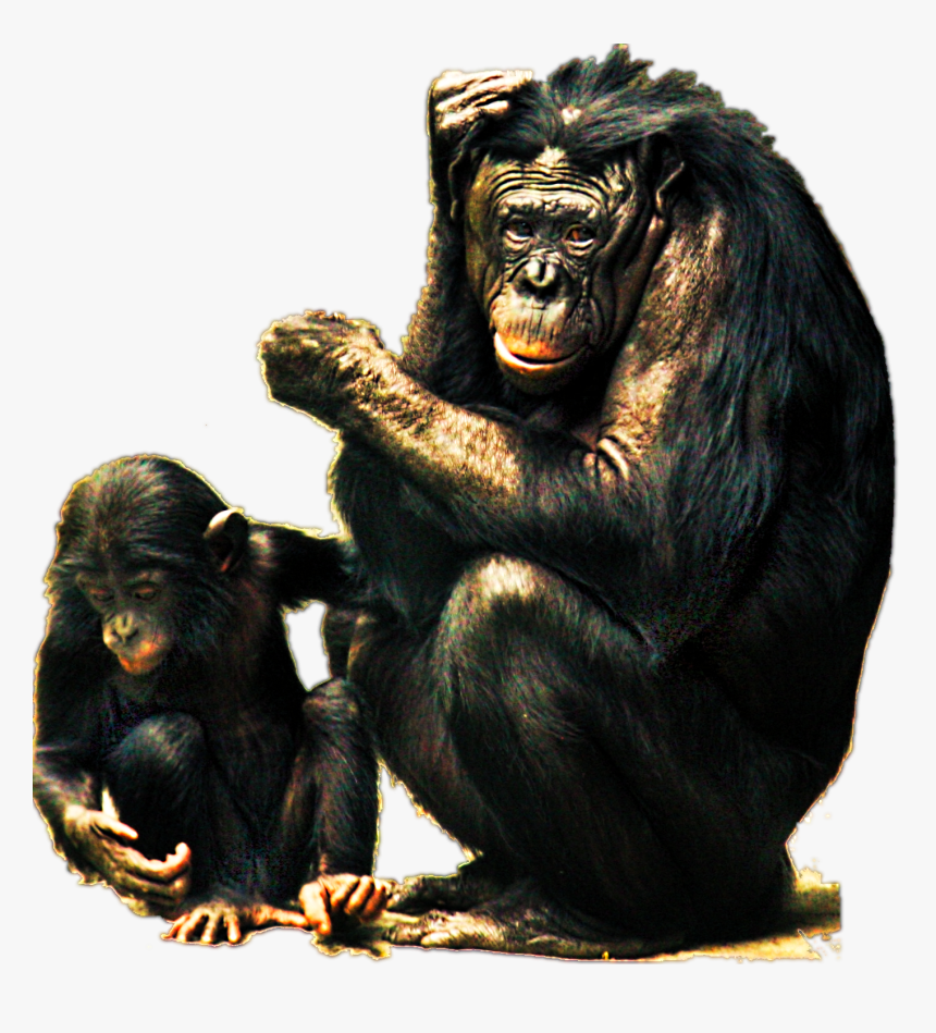 103851732 - Bonobo, HD Png Download