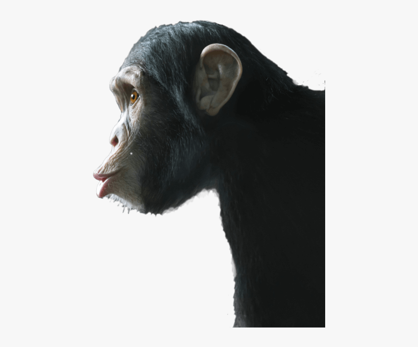An Infinite Number Of Monkeys - Common Chimpanzee, HD Png Download