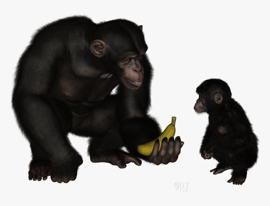 Common Chimpanzee, HD Png Download