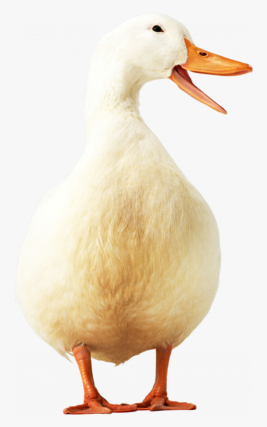 Grab And Download Goose Png In High Resolution - Transparent Duck Icon, Png Download