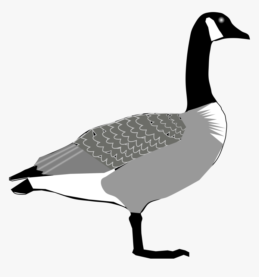 Seaduck,water Bird,livestock - Canada Goose, HD Png Download