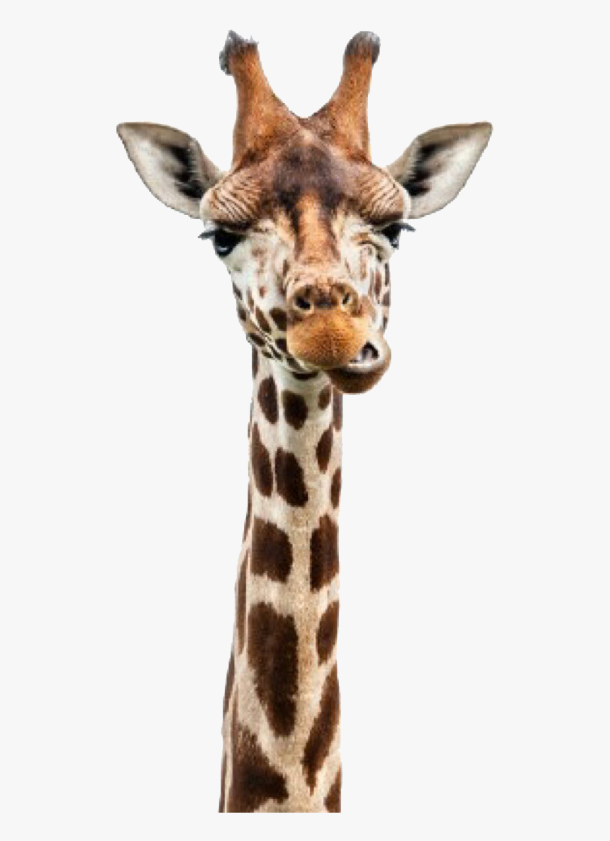 Giraffe Head Png - Usborne Books Have Shipped, Transparent Png