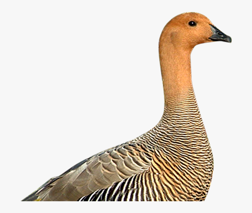 Canvasback Duck , Png Download - Duck, Transparent Png